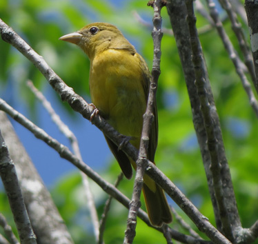 Summer Tanager female Weston Bend 5_25_2015